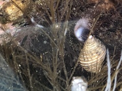 Nucella canaliculata