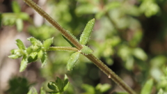 Galium porrigens porrigens
