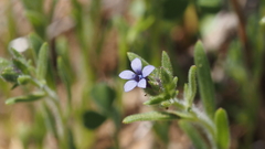 Allophyllum gilioides violaceum