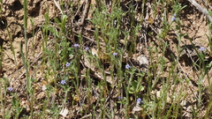 Allophyllum gilioides violaceum