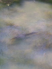 Lepisosteus oculatus