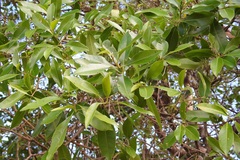 Daphnopsis americana