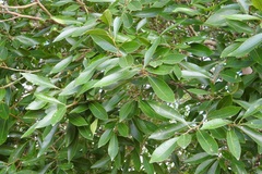 Daphnopsis americana