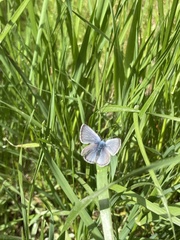 Icaricia icarioides fenderi
