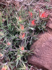 Castilleja scabrida