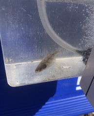 Paralichthys californicus