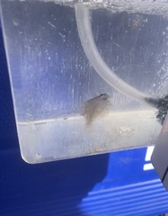 Paralichthys californicus