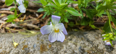 Viola bicolor