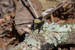 Laphria macquarti