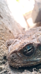 Rhinella horribilis