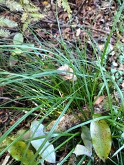 Carex imbecilla