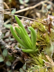 Phemeranthus calycinus