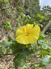 Hibiscus brackenridgei