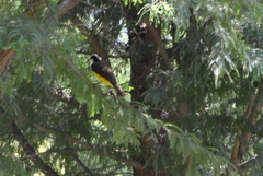 Pitangus sulphuratus