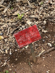 Hibiscus brackenridgei