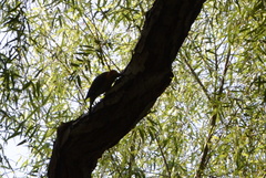 Melanerpes aurifrons