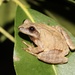 Spring Peeper - Photo (c) Ty Smith, some rights reserved (CC BY-NC), uploaded by Ty Smith