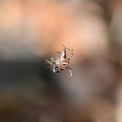Oxyopes scalaris