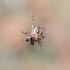 Oxyopes scalaris