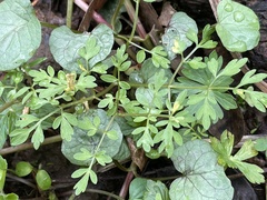 Puccinia erigeniae