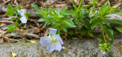 Viola bicolor