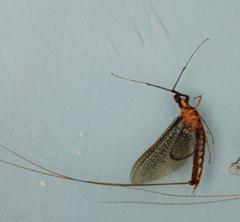 Hexagenia bilineata