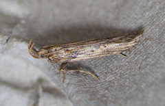 Metopleura potosi