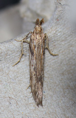 Metopleura potosi