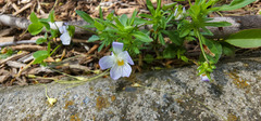 Viola bicolor