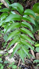 Cyrtomium devexiscapulae