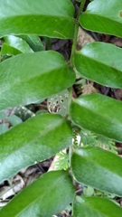 Cyrtomium devexiscapulae