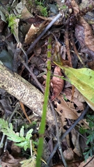 Cyrtomium devexiscapulae