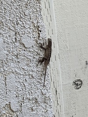 Sceloporus occidentalis