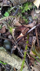 Cyrtomium devexiscapulae