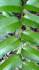 Cyrtomium devexiscapulae