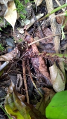 Cyrtomium devexiscapulae