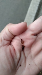 Cyrtomium devexiscapulae