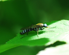 Procyclotelus elegans