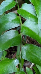 Cyrtomium devexiscapulae