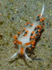 Diaphoreolis lagunae