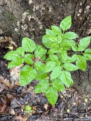 Ligusticum canadense