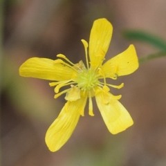Ranunculus occidentalis