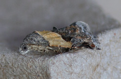 Tripudia balteata