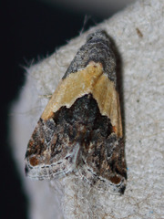 Tripudia balteata