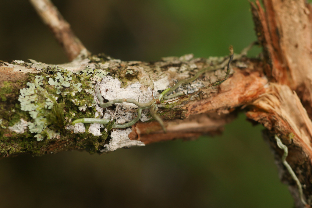 Jingle Bell Orchid in April 2022 by Logan Crees · iNaturalist