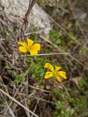 Oxalis colorea
