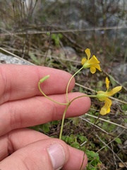 Oxalis colorea