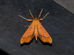 Anarmodia arcadiusalis