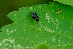 Slaterocoris