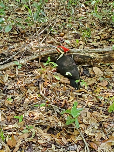 Dryocopus pileatus image